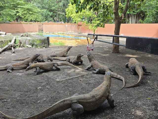 Komodo Dragons at Surabaya Zoo: A Wild Sight! 🦎🍖