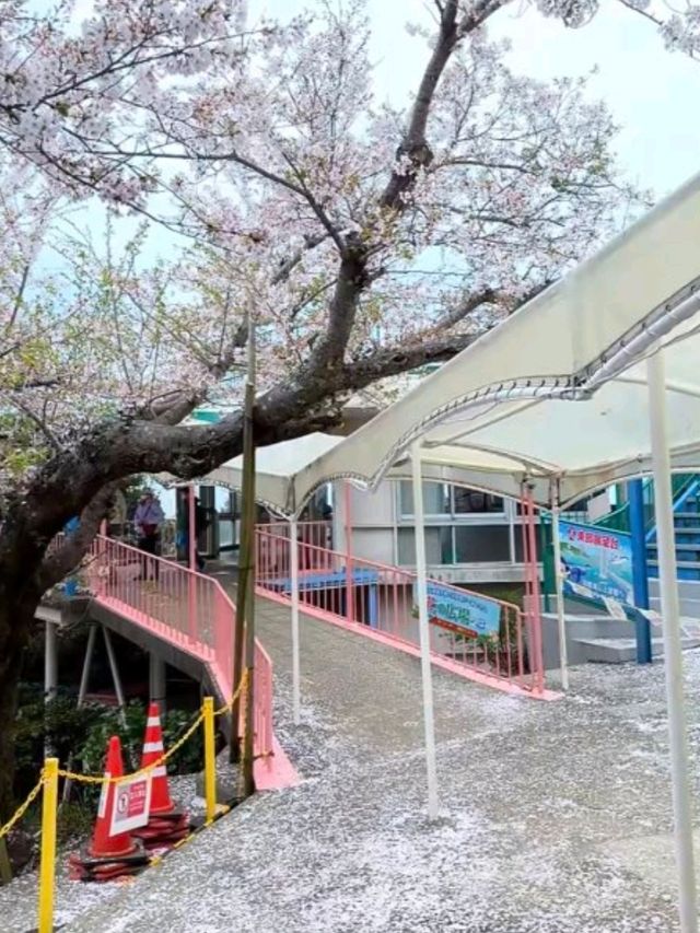 神戶須磨浦山上遊樂園🎢🌊 山頂有單軌車