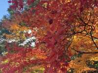 【京都旅行】紅葉見るならここ！！🍁