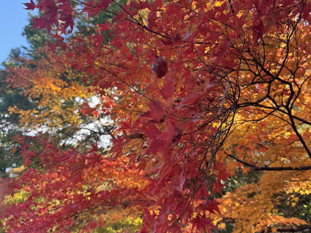 【京都旅行】紅葉見るならここ！！🍁