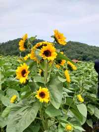 여름에 꼭 가세요