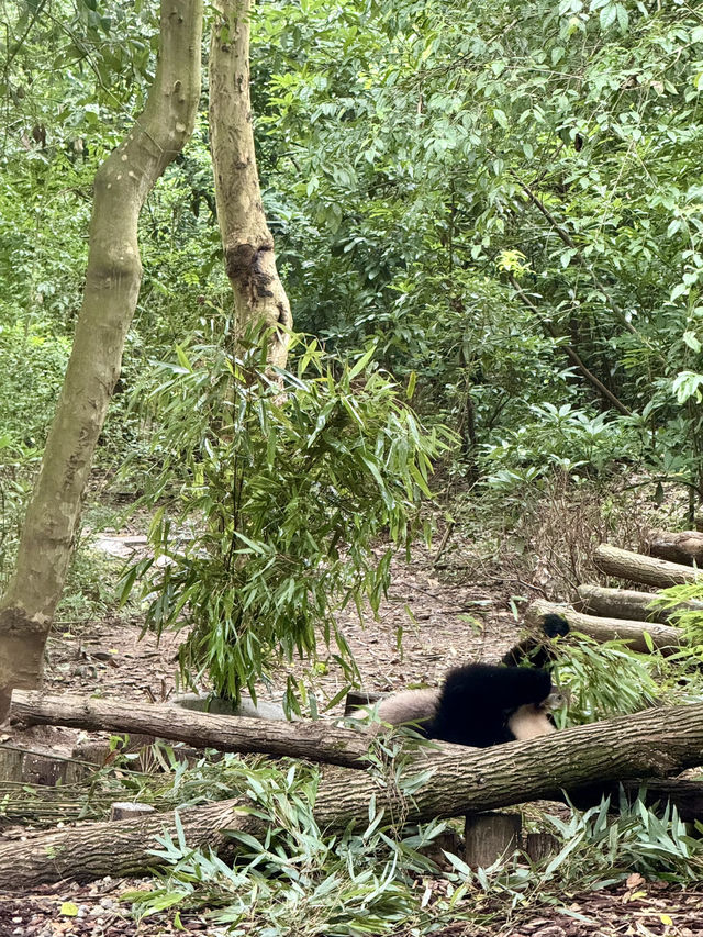 Panda Research Base Chengdu 🐼
