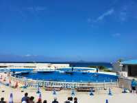 黑潮水槽震撼人心的海洋體驗/沖繩美麗海水族館