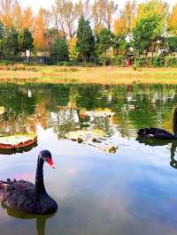 🍁 Maple Avenue at Expo Park – Beijing’s Autumn Must-Visit