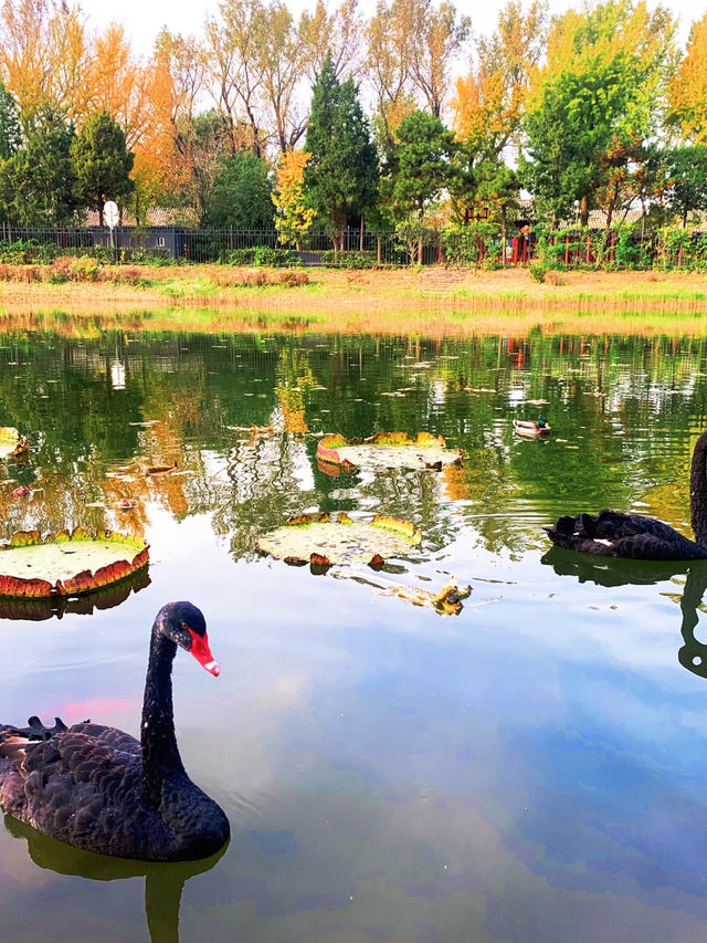 🍁 Maple Avenue at Expo Park – Beijing’s Autumn Must-Visit