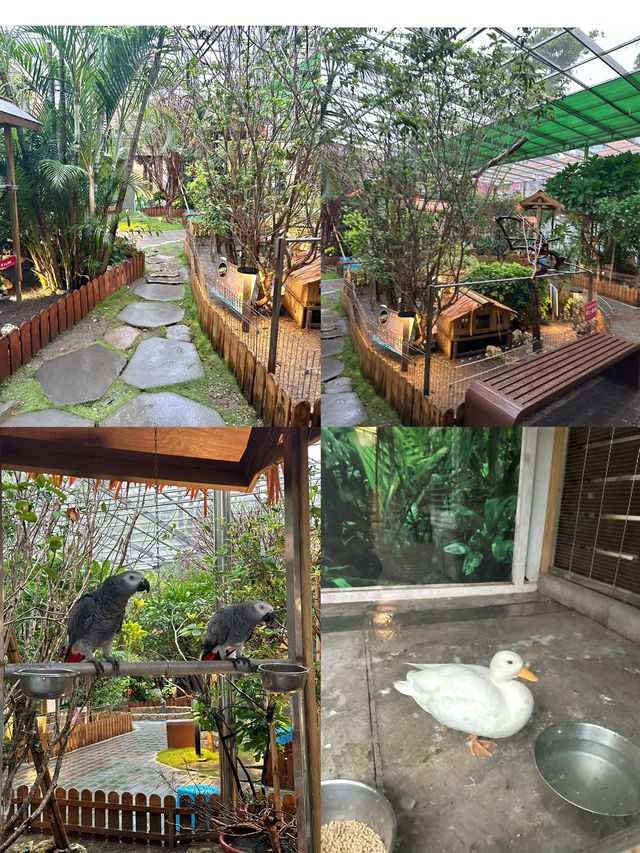 高雄必去親子景點！《天使與惡魔 寵物互動園區》🐶🐱🦜