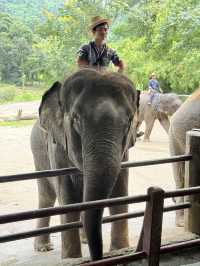 maetaeng elephant park