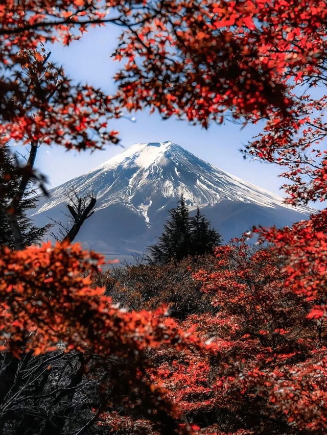 東京🇯🇵 冬季雪頂富士山🗻❄️浪漫值拉滿 ❤️💛💚