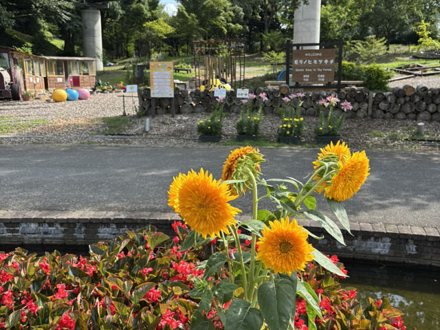 鳥取花迴廊（とっとり花回廊）-8月水上花壇向日葵