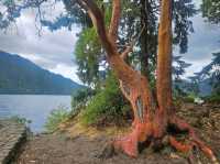 Olympic National Park (WA)