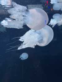 🌊✨ VinWonders Phu Quoc – โซน Aquarium