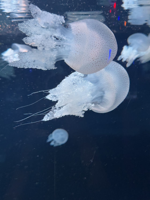 🌊✨ VinWonders Phu Quoc – โซน Aquarium