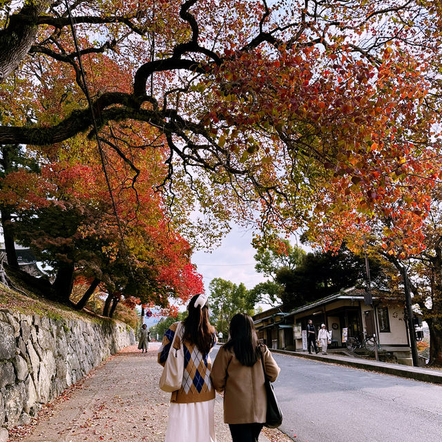🍂 นาราในช่วงใบไม้เปลี่ยนสี… ใบไม้ร่วงเป็นพรมสีทอง 🍂 นาราในช่วงใบไม้เปลี่ยนสี… ใบไม้ร่วงเป็นพรมสีทอง