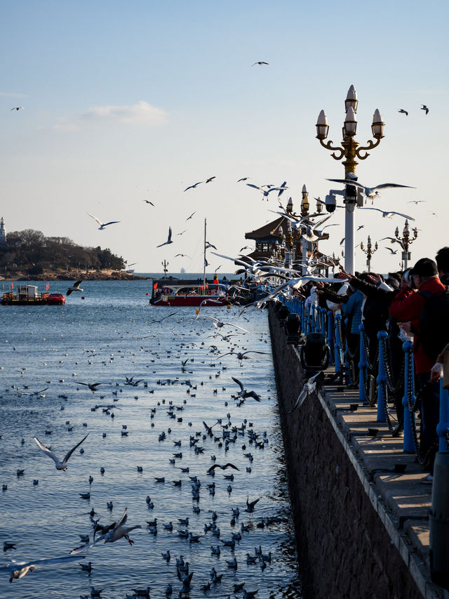 ท่าเรือสุดสวยในเมืองชิงเต่า 🕊️🇨🇳 ท่าเรือสุดสวยในเมืองชิงเต่า 🕊️🇨🇳