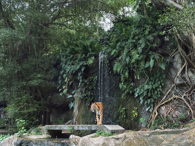 เที่ยวสวนสัตว์เปิดเขาเขียว จ.ชลบุรี 🦒🐘🦛