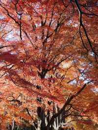 Lake Kawaguchi Maple Corridor🗻🍁 河口湖もみじ回廊
