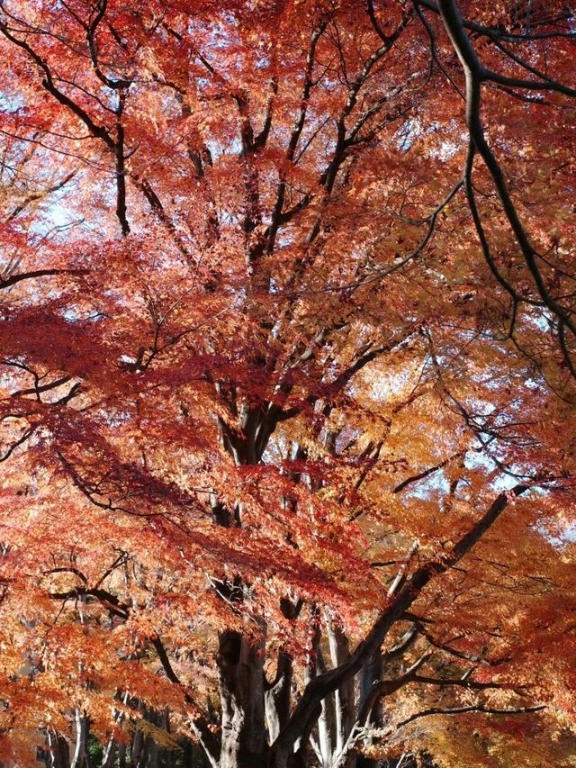 Lake Kawaguchi Maple Corridor🗻🍁 河口湖もみじ回廊