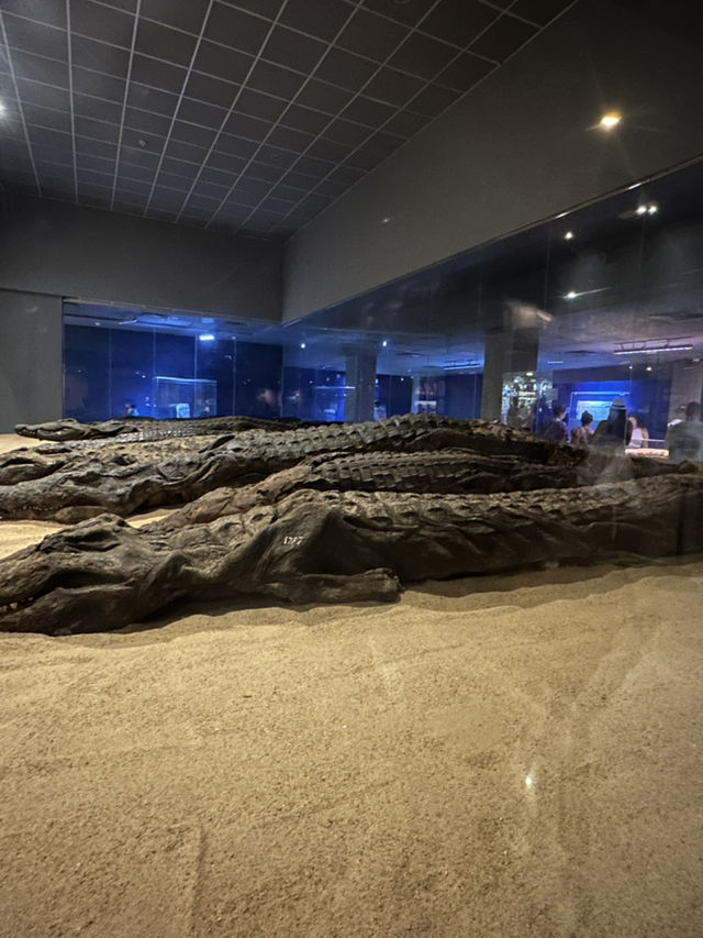 🌟 Crocodile Museum – Aswan, Egypt
