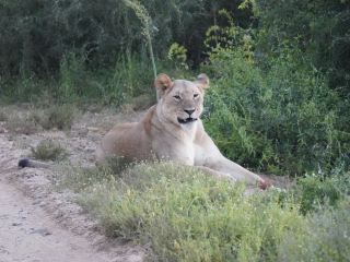 難忘的Kariega野生動物保護區冒險