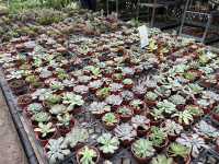 桃園大溪 天御花園 天御秘密花園