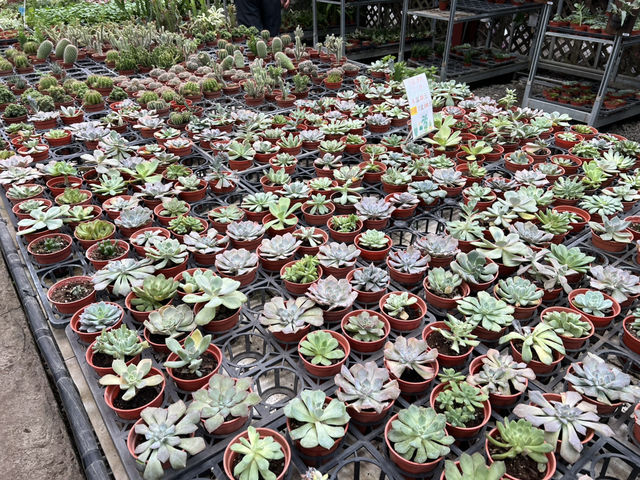 桃園大溪 天御花園 天御秘密花園 桃園大溪 天御花園 天御秘密花園
