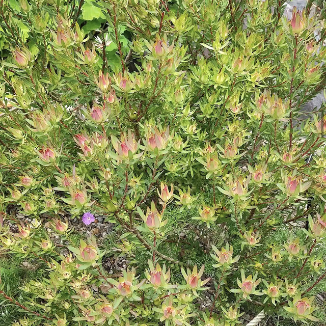 Auckland Botanic Gardens