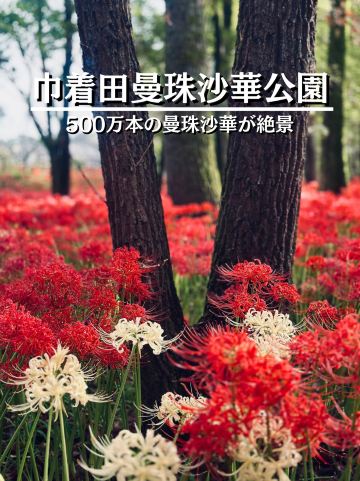 日高市】大人気‼️日本最大級の彼岸花が絶景✨ | Trip.com 日高市
