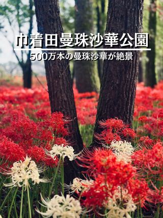 【日高市】超人氣！ ️日本最大的石蒜花，景色絕美✨