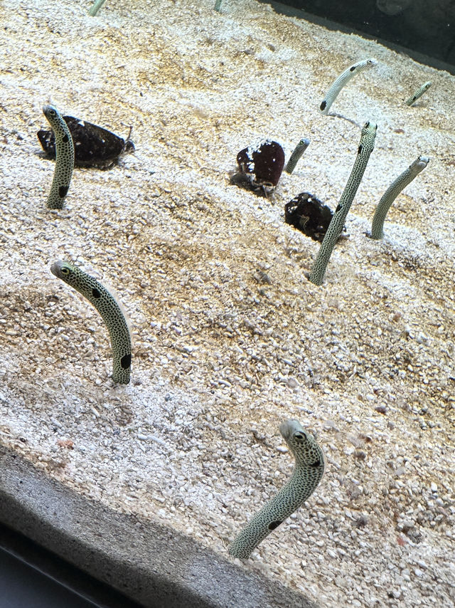 ✨Aquarium เดินทางง่ายใน Sapporo✨