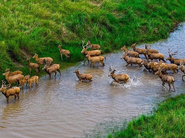 Wildlife Comeback🌿