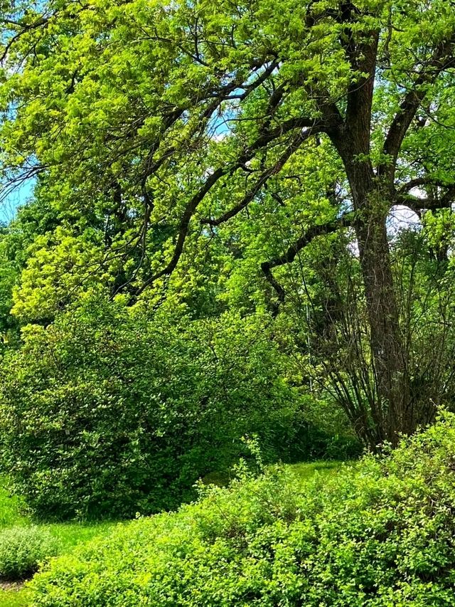 🌿 Linz Botanical Garden – Nature’s Tranquil Corner in the Heart of the City