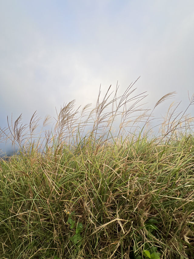 冷水坑-夢幻湖,嚐遍芒草與夕陽之美 冷水坑-夢幻湖,嚐遍芒草與夕陽之美