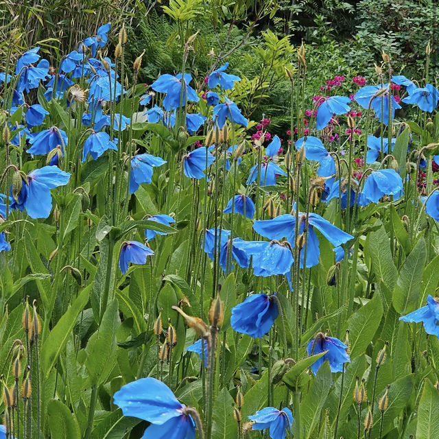 Royal Botanic Garden Edinburgh