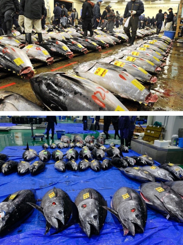🐠🐟 ตลาดปลาทูน่า….วัตถุดิบสดใหม่จากทะเล🌊