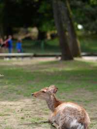 เลี้ยงกวางที่ 🦌 สวนสาธารณะนารา
