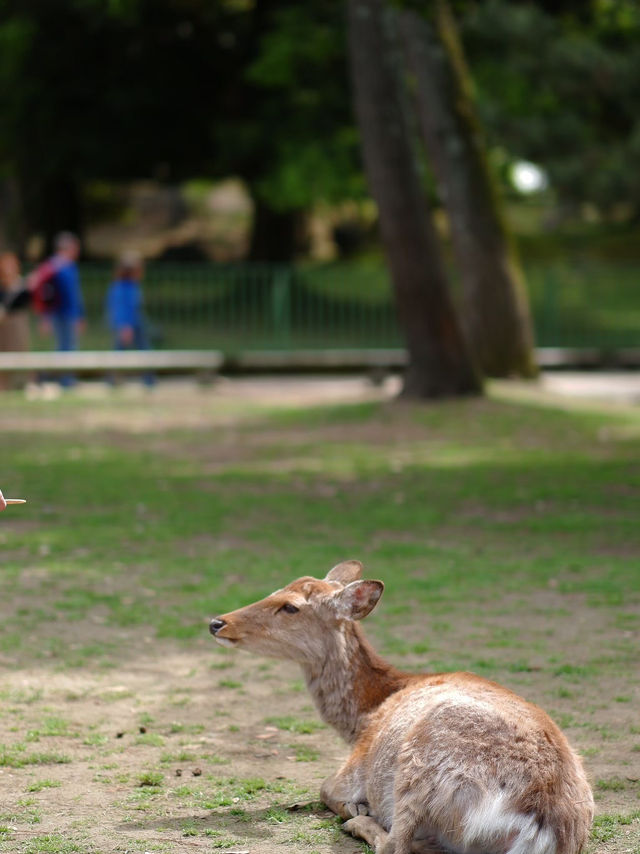 เลี้ยงกวางที่ 🦌 สวนสาธารณะนารา