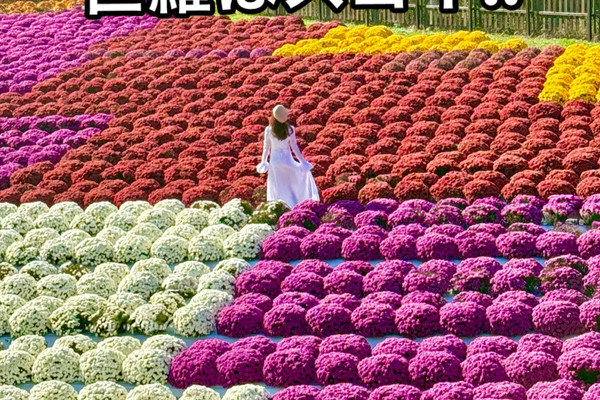 広島 ❤︎ 百花繚乱✨✨この秋いきたいお花畑🩷🧡🤍💛♥️ | Trip.com