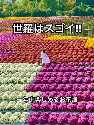 히로시마 ❤︎ 百花繚乱✨✨이 가을 가고 싶은 꽃밭 🩷🧡🤍💛♥️