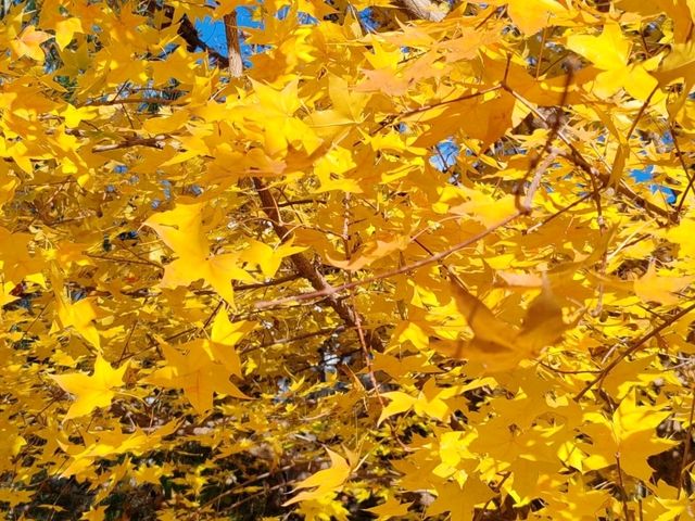 Autumn Charm in the Water Town