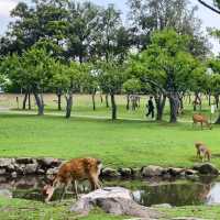 5 จุดต้องแวะ เมือง nara