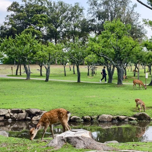 5 จุดต้องแวะ เมือง nara 5 จุดต้องแวะ เมือง nara