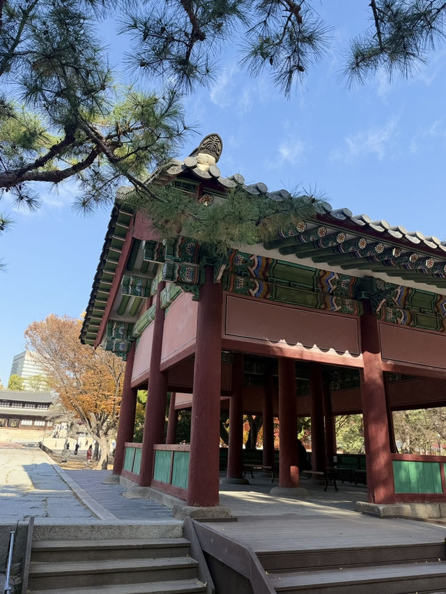 서울에서 만난 가장 아름다운 가을, 덕수궁 단풍 산책