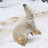 สวนสัตว์อาซาฮิยามะ asahiyama zoo