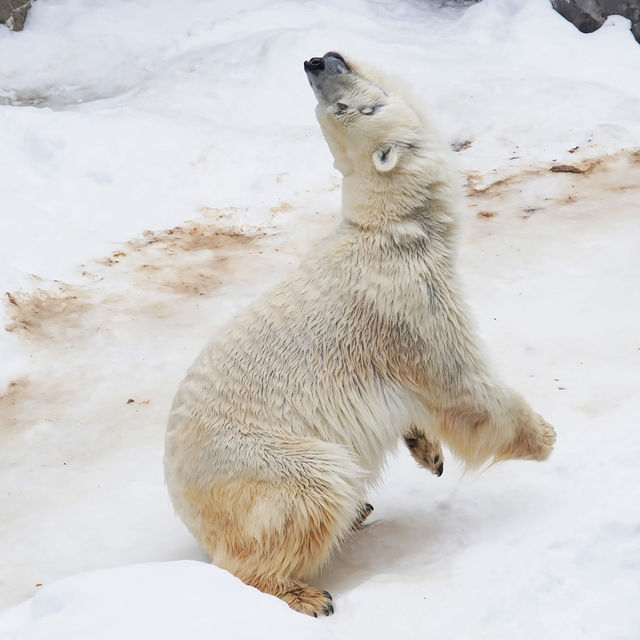 สวนสัตว์อาซาฮิยามะ asahiyama zoo สวนสัตว์อาซาฮิยามะ asahiyama zoo
