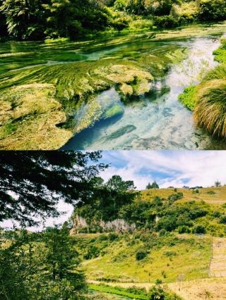 New Zealand Blue Spring Travel Review | A trip made worthwhile by the color of the water.