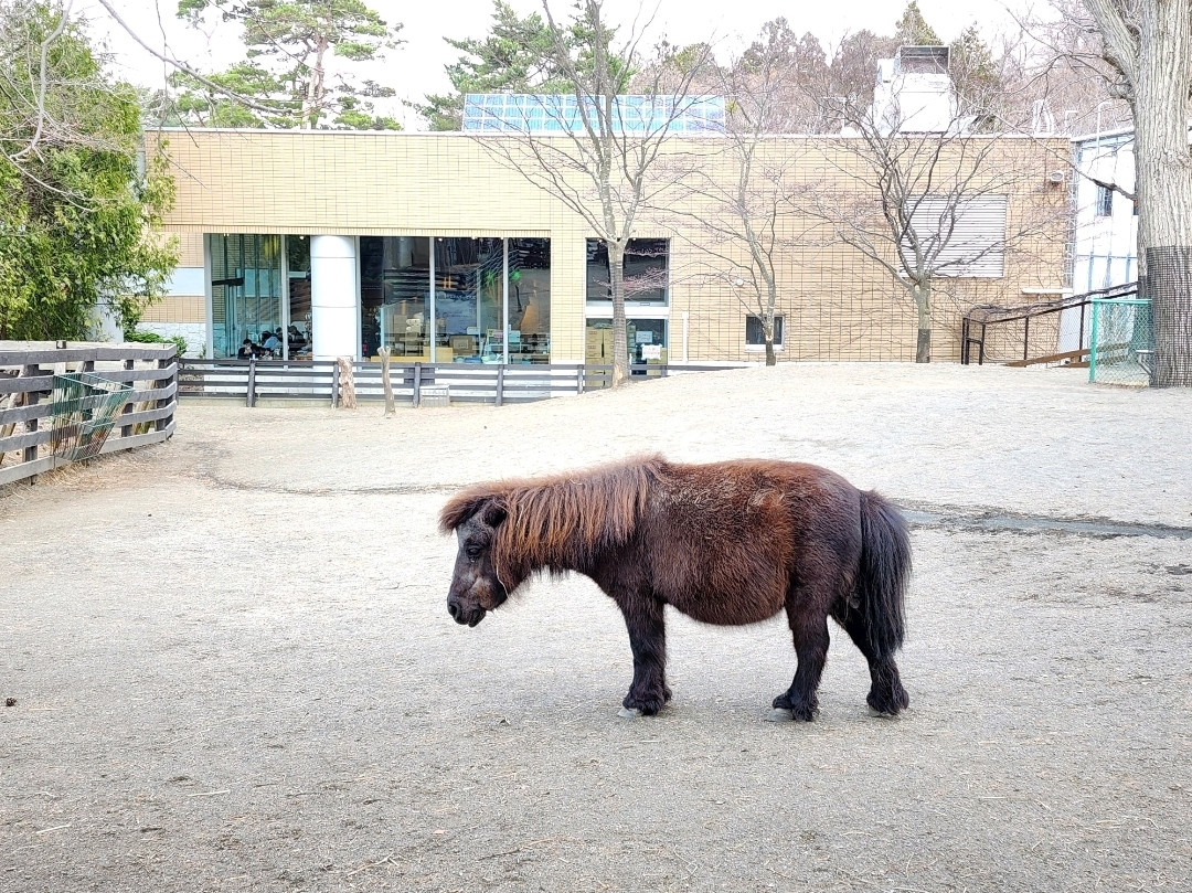 札幌市円山動物園でキュートな動物たちとの出会い。 | Trip.com 札幌