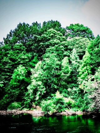 Mount Marubinok's Mossy Shore Cliff: Catanduanes' 800 m Northeast Edgeeasytravelpost #Marubinok #Ca