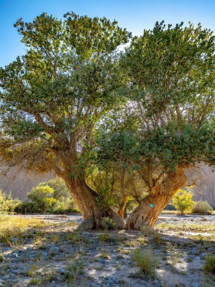 Golden Poplars of Wuqia: Autumn Magic in Western Xinjiang 🍂