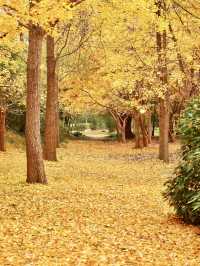 秋日絮語——共青森林公園銀杏漫步記