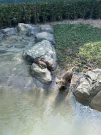 Baby Otters and Feeding at Angkor Aquarium